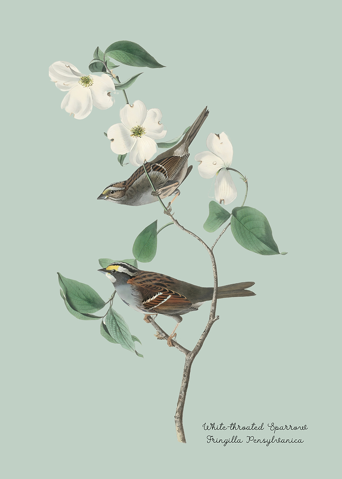 White-throated Sparrow
