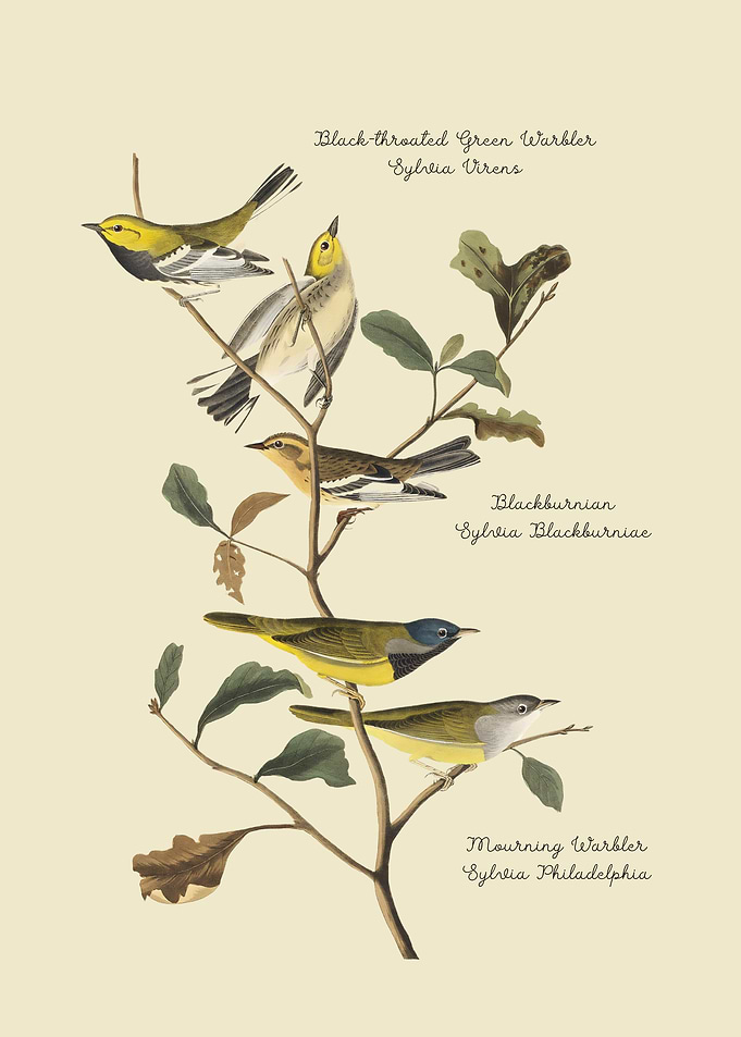 Bird Illustration