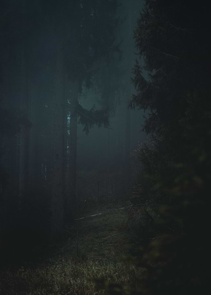 Misty Forest Path