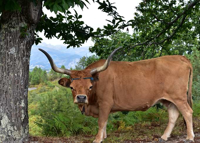 Brown Cow in a Forest