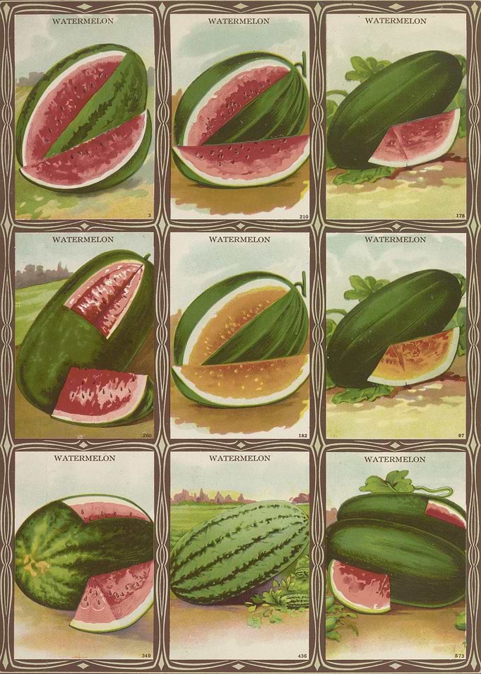 Watermelon Varieties