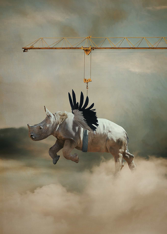 'Fly Little Rhino!' Baby Rhino with Wings