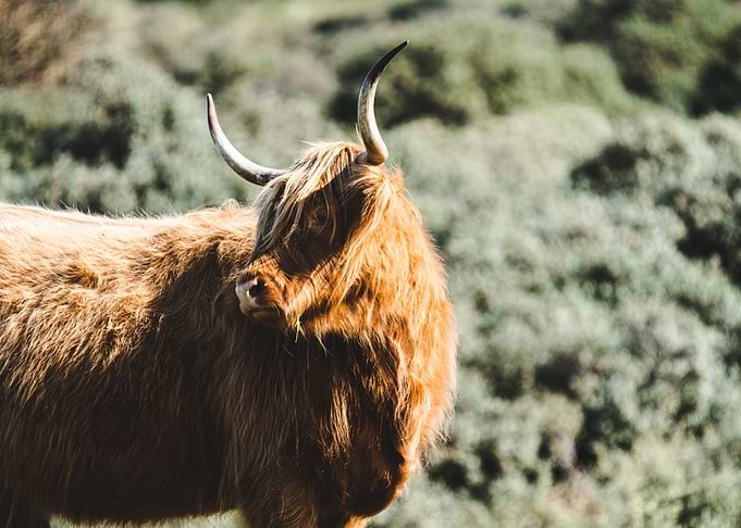 Highland Cow Portrait