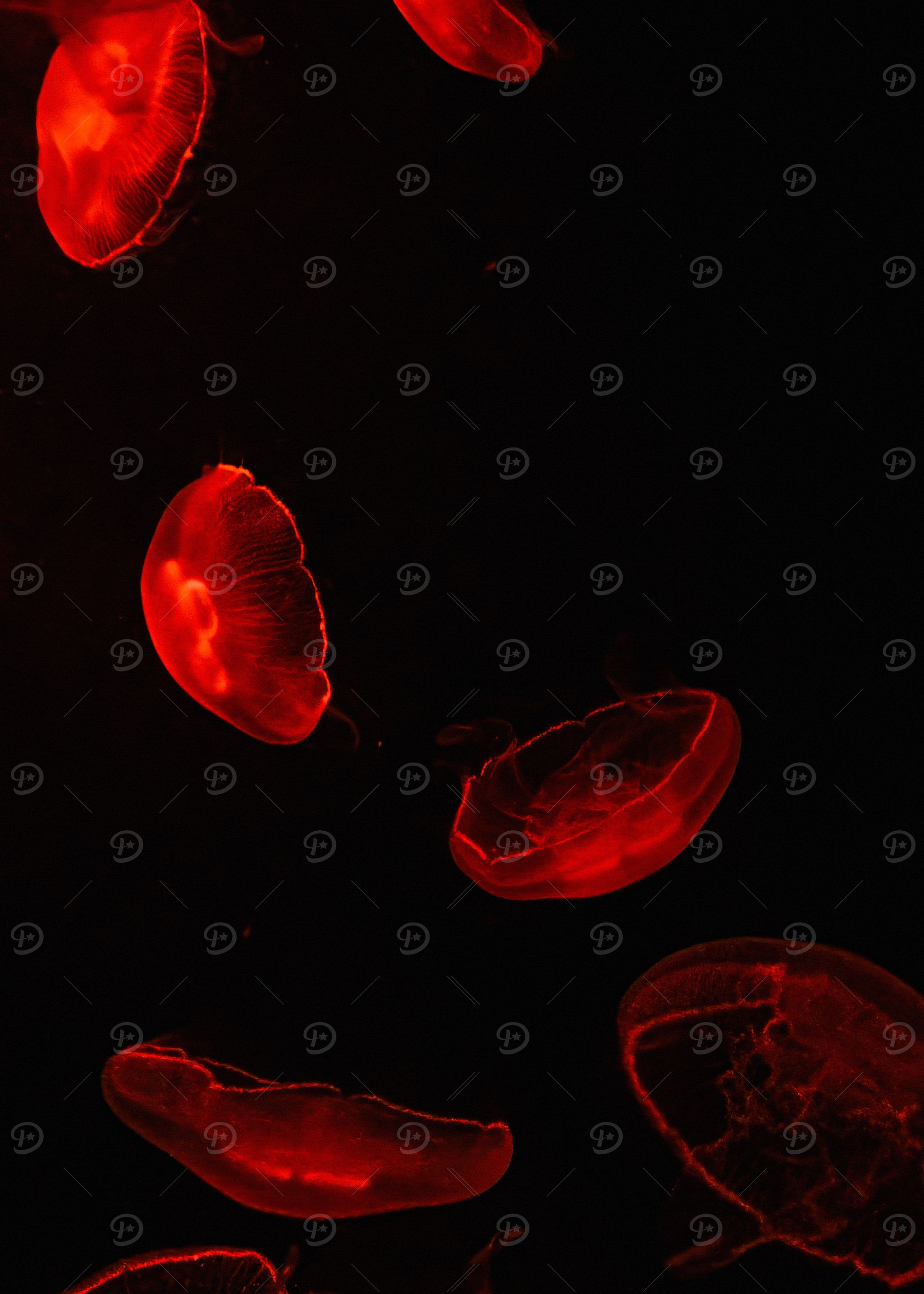 Mysteries of the Red Jellyfish