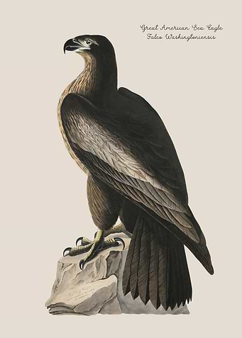 Great American Sea Eagle