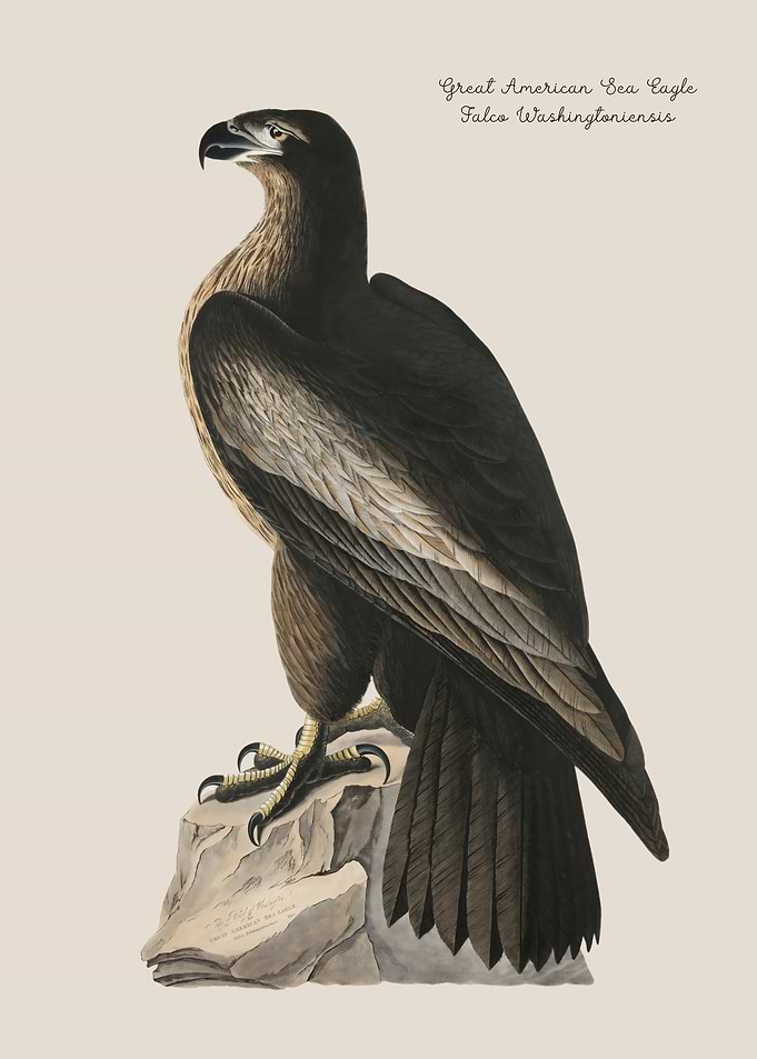 Great American Sea Eagle