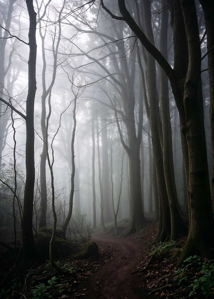 Dark and Misty Forest Path