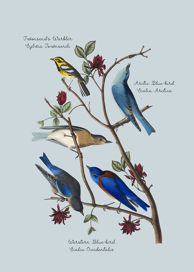 Birds On Branch