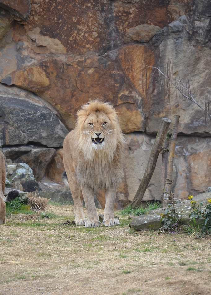 Roaring Lion