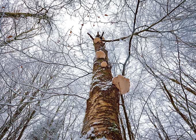 Snowy Forest Tree