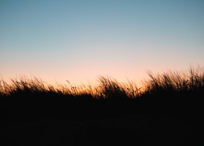 Silhouetted Grass at Sunset