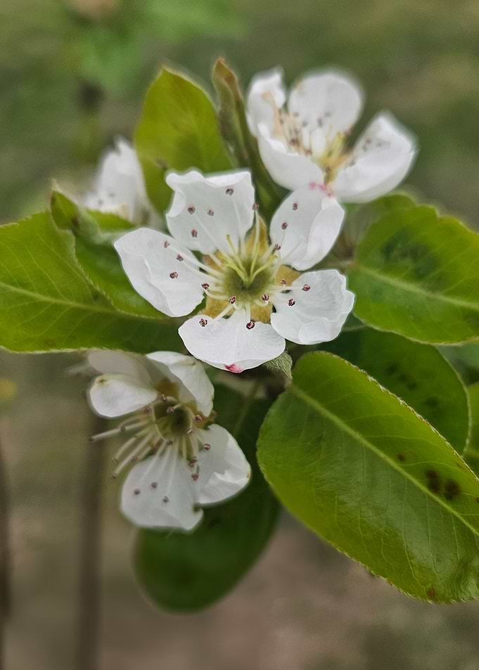 Fleurs de poirier