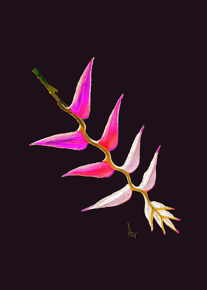 Exotic : Pink and White Flower Branch