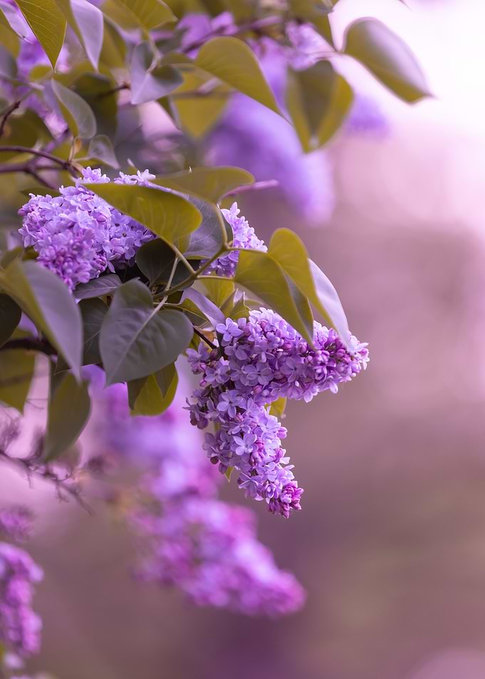 Lilac Blossoms