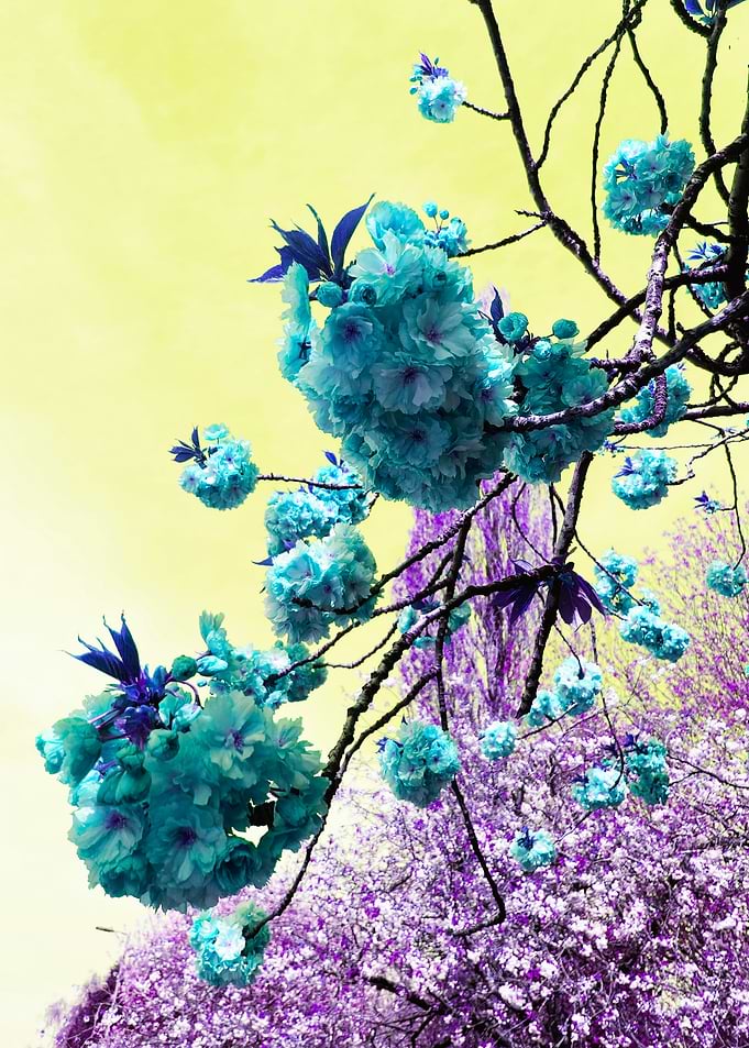 Blue and Purple Blossoms