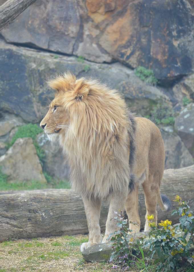 Majestic Lion Portrait
