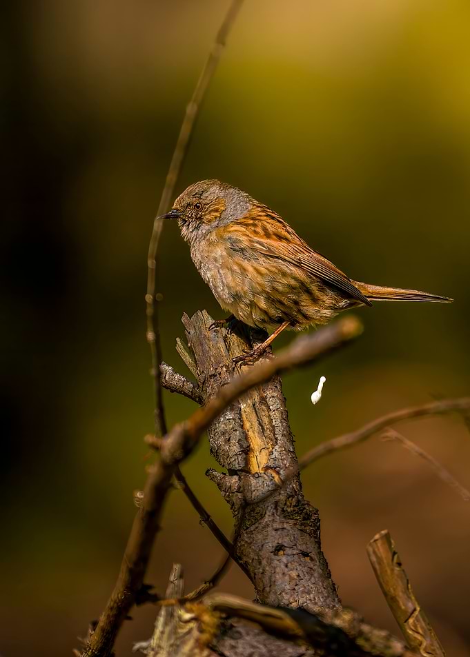 Brown Bird on Branch