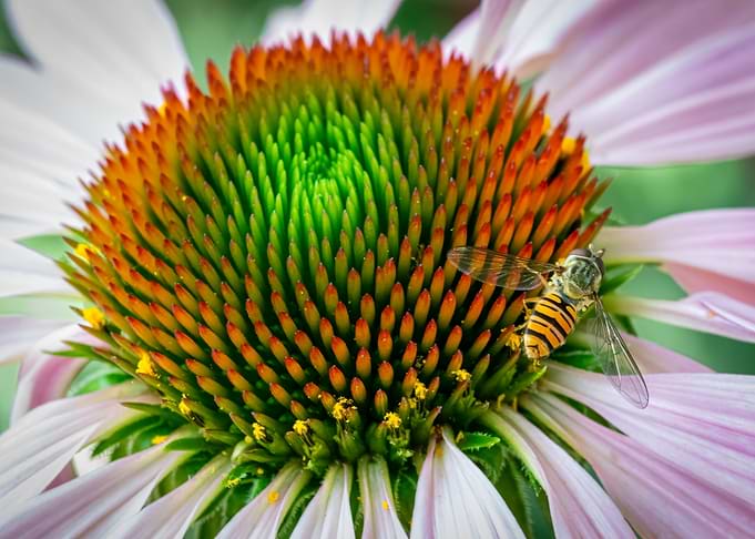 Hoverfly on Coneflower