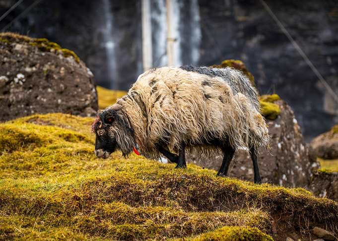 Sheep Grazing by Waterfall