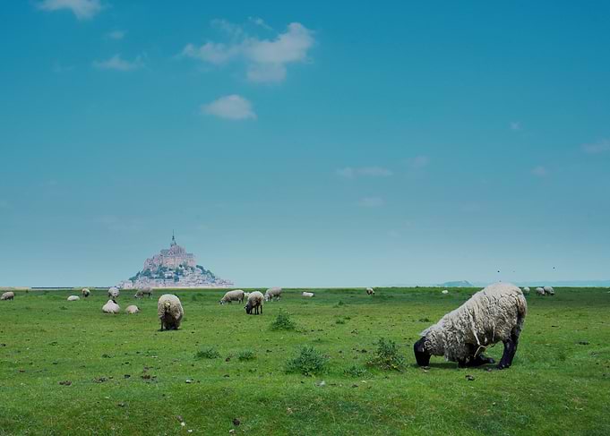 Sheep Grazing Mont Saint-Michel