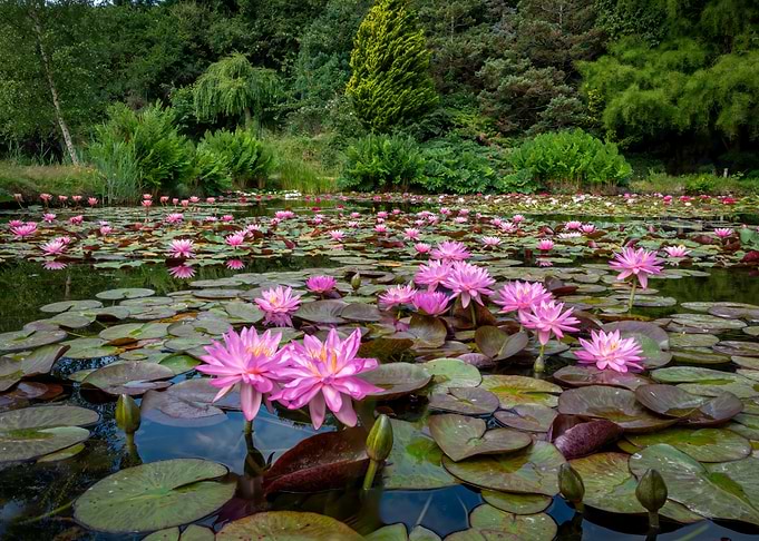 Pink Water Lily Pond