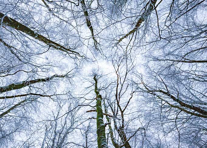 Snow-Covered Trees