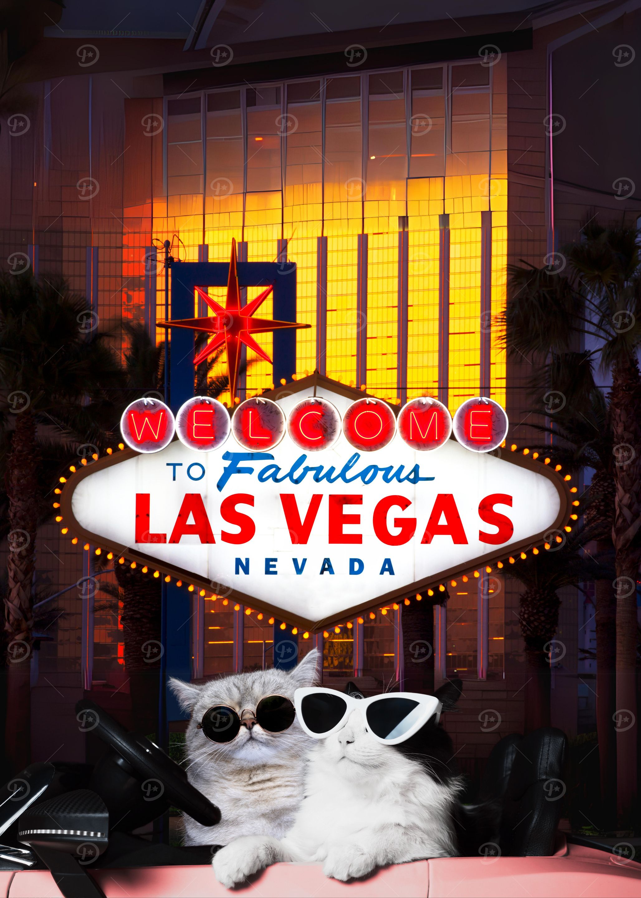 Cool Cats in Vegas