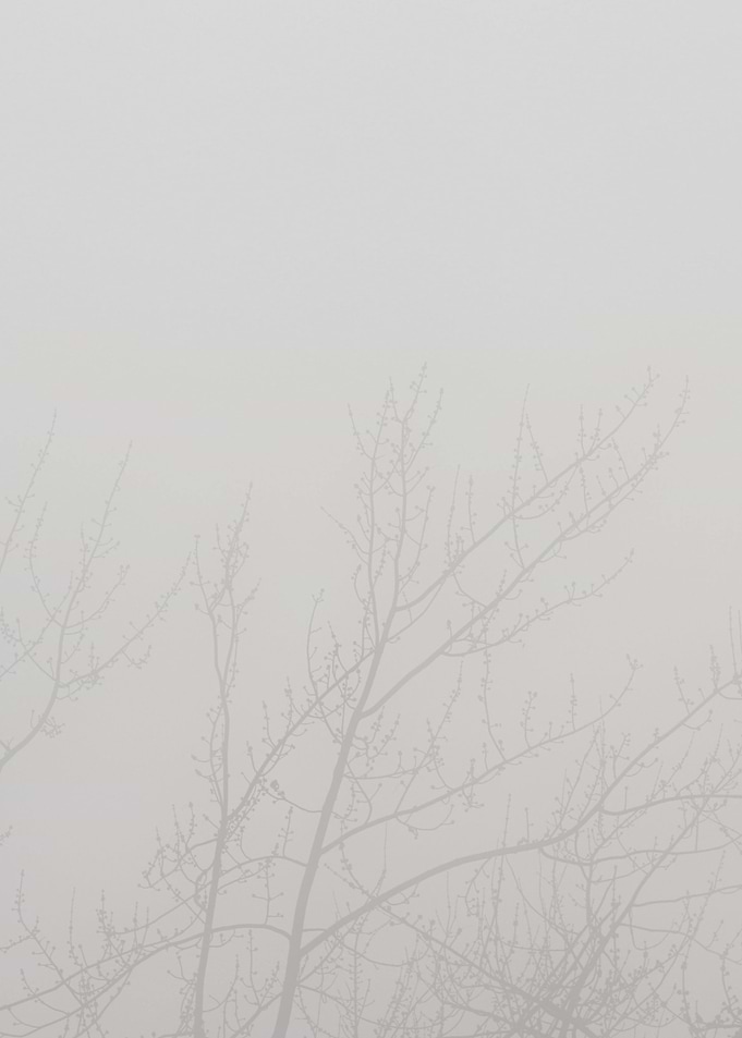 Foggy Tree Branches
