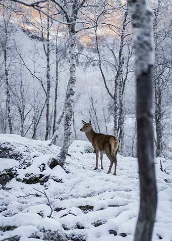 Deer in Snowy Forest