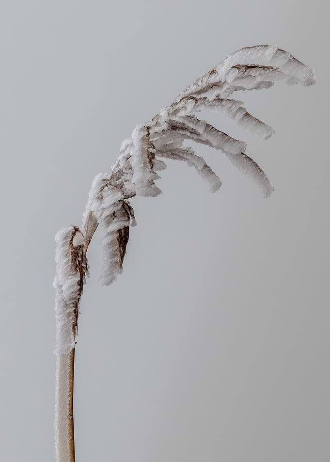 Frost-Covered Branch