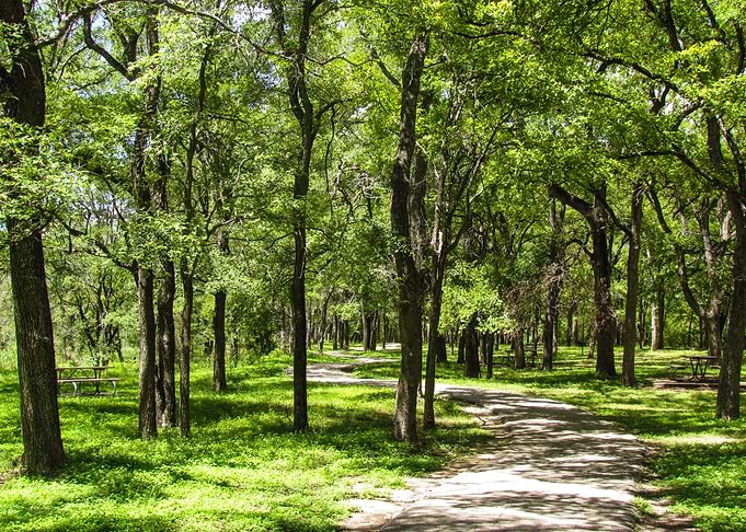 Sunny Forest Path