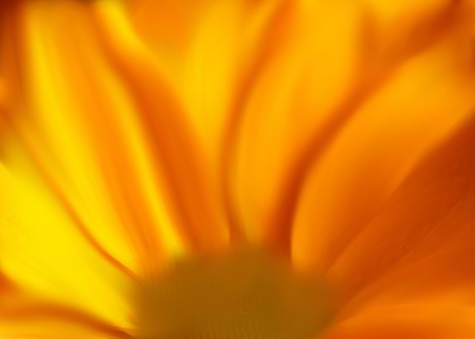 Golden Flower Petals blurred watercolor