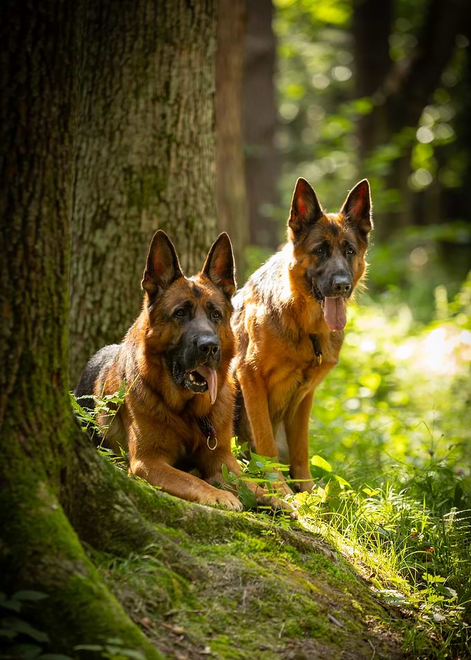 German Shepherds in Forest