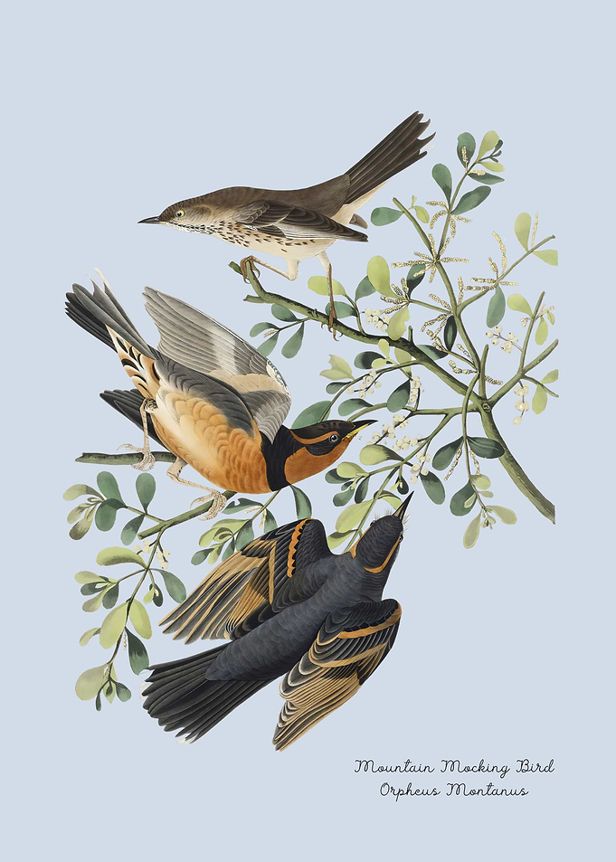 Mountain Mockingbird