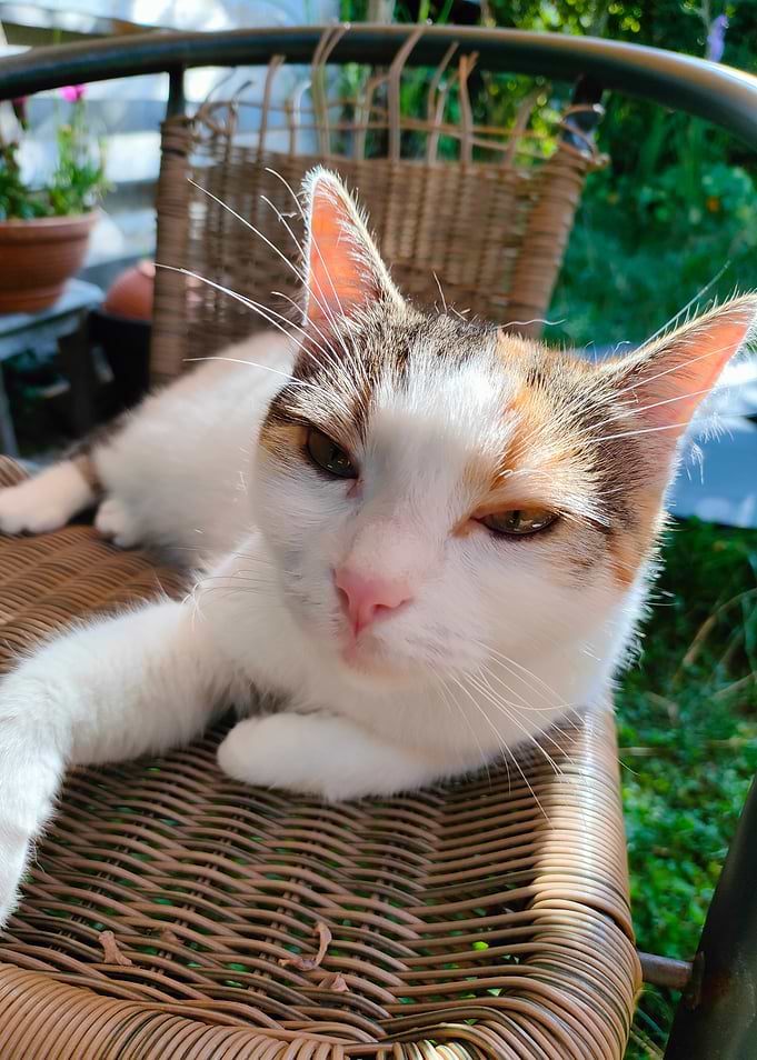 Shyshka The Cat