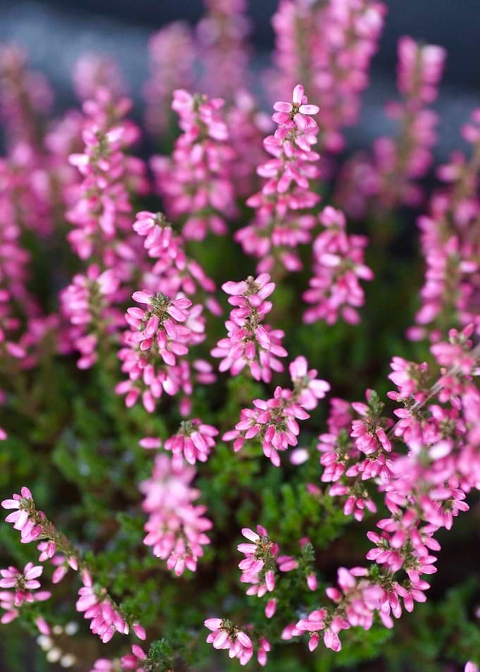 Pink Heather Flowers