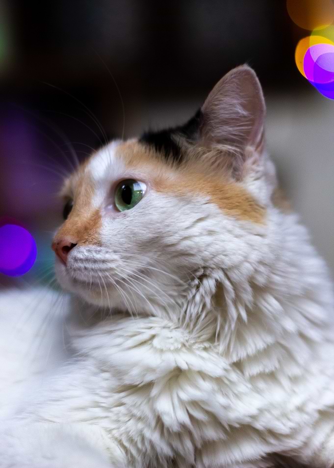 Calico Cat Portrait