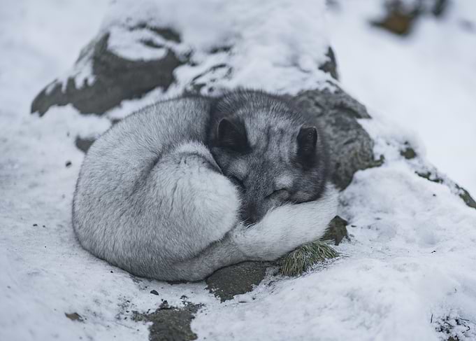 Arctic Fox Napping in Snow