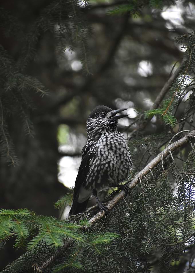 Nutcracker, a bird in nature