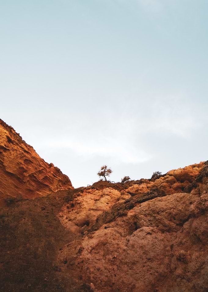 Lone Tree on a Cliff