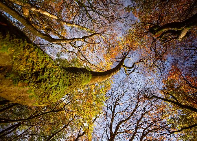 Autumn Forest Canopy