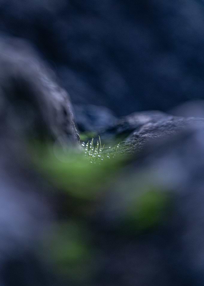 Dewy Green Sprig