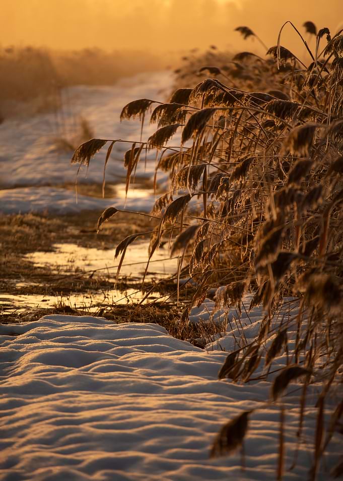 Golden Sunset Over Snow