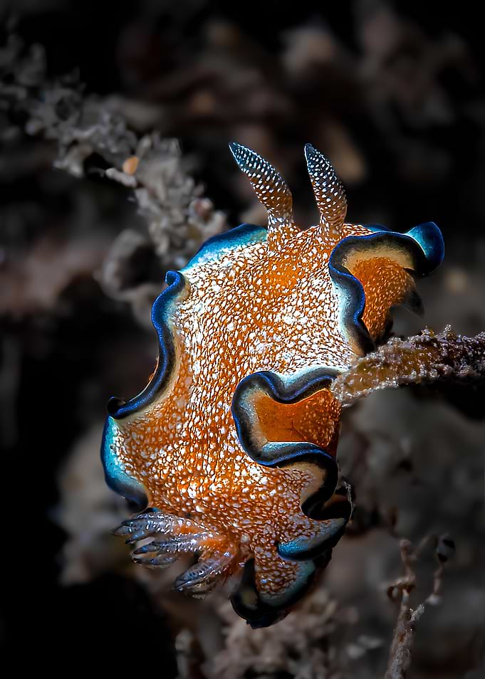 Nudibranch from La Réunion island
