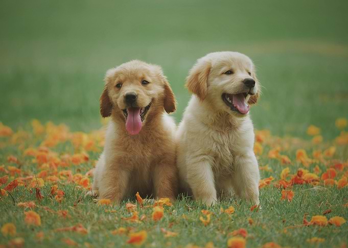 Golden Retriever Puppies