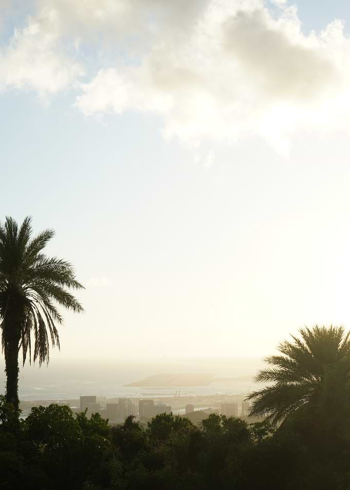 Golden Horizon: Palm Trees Overlooking Cityscape and Ocean at Sunset