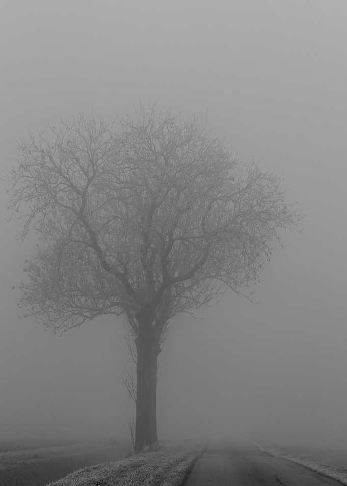 Foggy Tree and Road