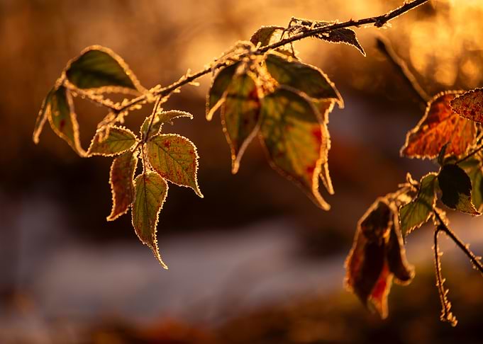 Autumn Leaves in Golden Light