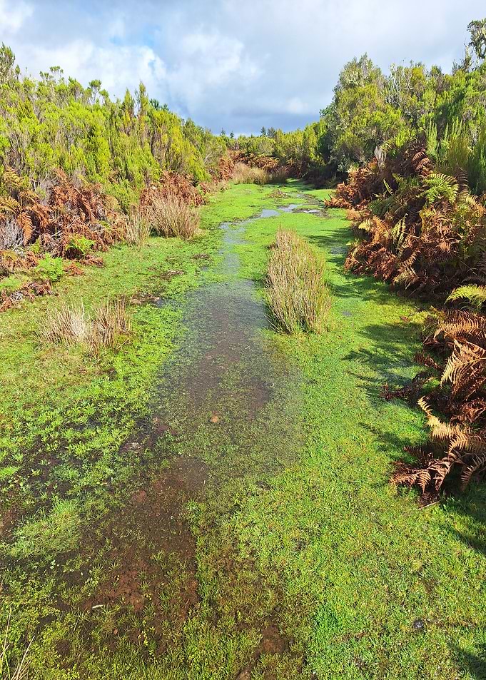 Madeira Walk