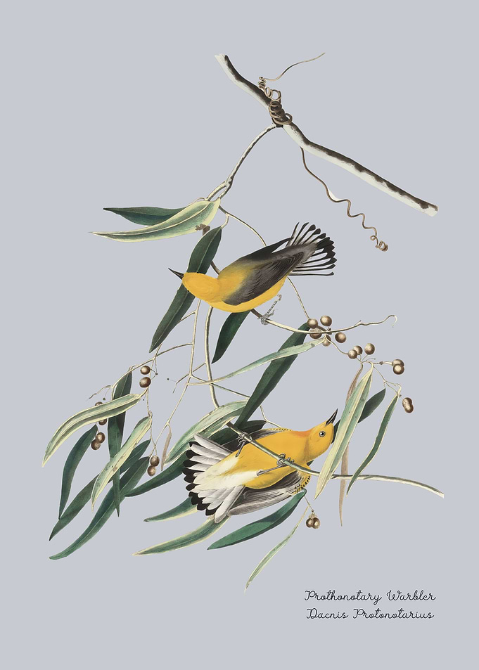 Prothonotary Warbler